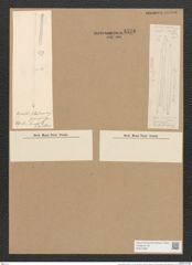 Homoeocladia martiana var. div. Ag. (de-Toni-Nr.: Genus 48, Species 2182) Zeichnungen Sammlung Grunow Nr. 4576 (NHMW-BOT-W0372585)